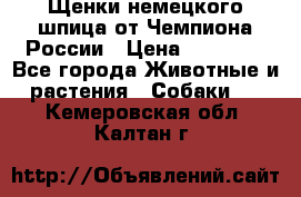 Щенки немецкого шпица от Чемпиона России › Цена ­ 50 000 - Все города Животные и растения » Собаки   . Кемеровская обл.,Калтан г.